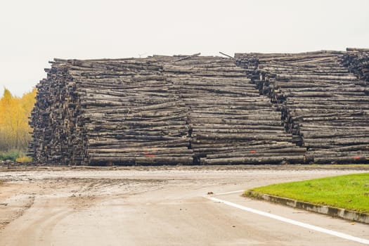 A pile of logs. Stack. Logs prepared for processing at a sawmill.