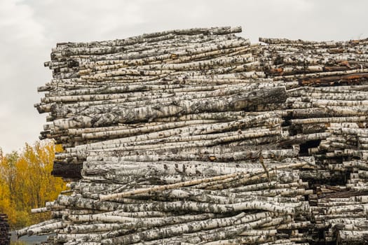 A pile of logs. Stack. Logs prepared for processing at a sawmill.