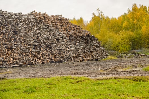 A pile of logs. Stack. Logs prepared for processing at a sawmill.