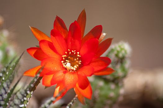 Echinopsis is a very large genus constsing of globose and finger-like spiky cacti.