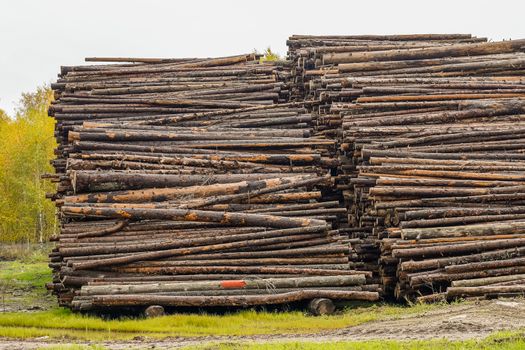 A pile of logs. Stack. Logs prepared for processing at a sawmill.