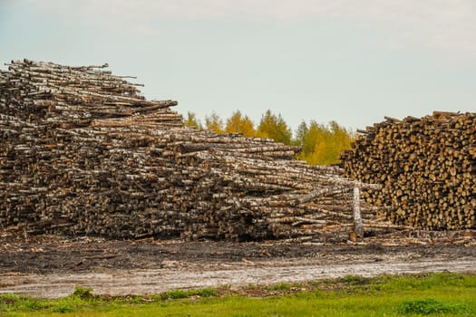 A pile of logs. Stack. Logs prepared for processing at a sawmill.