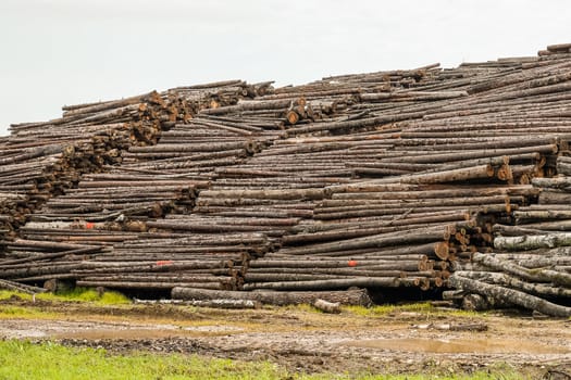 A pile of logs. Stack. Logs prepared for processing at a sawmill.