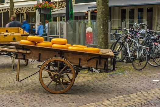 Old transport cart full of cheeses in the market of the Alkmaar Fridays. netherlands holland