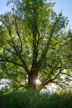 Beautiful single backlit tree during spring season, sunstar on the right side of the trunk, low angle shot.