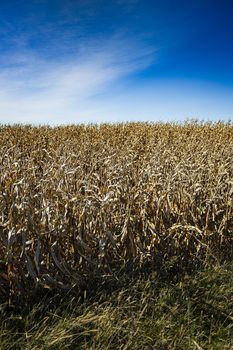 Field of dried corn with blue sky