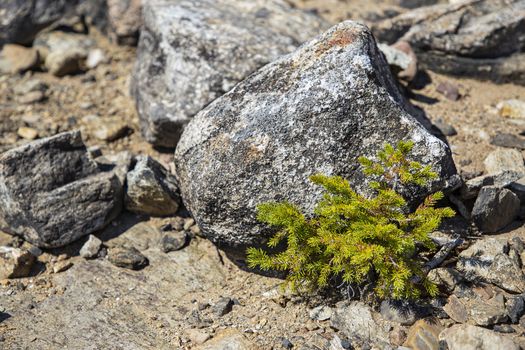 small bush growing under a rock in arid environnement