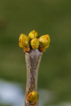 Close of unopen lilac buds against a green background