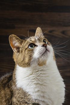 tabby cat looking up against a dark wood background