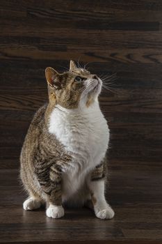 tabby cat, with scated position, against a dark wood background