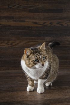 tabby cat against a dark wood background