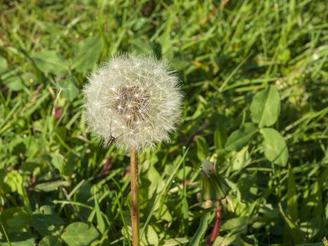 Fluffy dandelion among the green grass. Spring may month