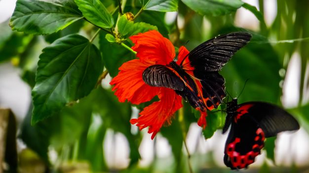 macro closeup of a red scarlet butterfly on a chinese hibiscus flower, tropical insect specie from Asia