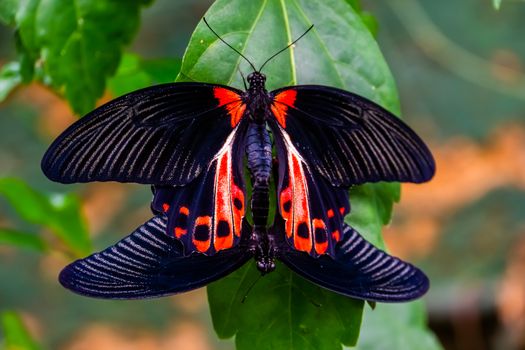 red scarlet butterfly couple mating, tropical insect specie from the philippines, Asia