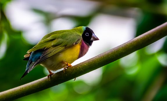 beautiful closeup portrait of a black headed gouldian finch, colorful tropical bird specie from Australia