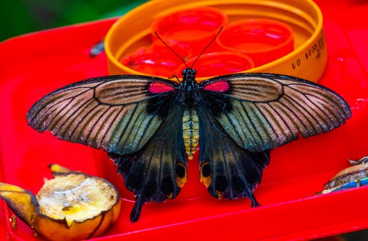 beautiful closeup of a common mormon butterfly, colorful tropical insect specie from Asia