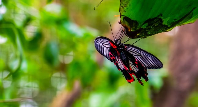 Ventral view of a common mormon butterfly, colorful tropical insect specie from Asia