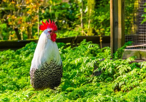 closeup portrait of a black and white braekel chicken, popular breed from belgium