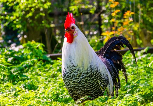 beautiful portrait of a black and white brakel chicken, popular breed from belgium