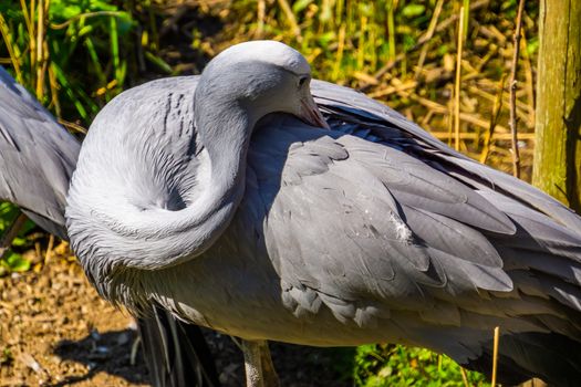 blue paradise crane preening its feathers in closeup, Vulnerable bird specie from Africa
