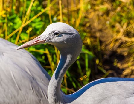 closeup of a blue paradise crane, Vulnerable bird specie from Africa