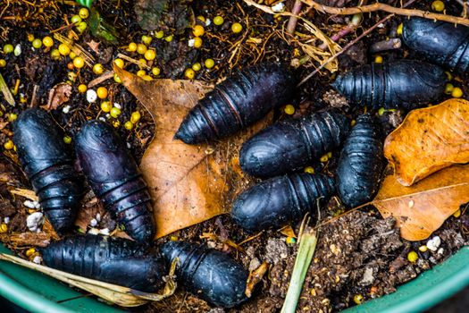 Black pupae laying in garden soil, common insect species