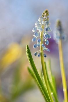 Muscari neglectum flowers in the spring garden