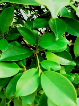 bunch of green leaves of a plant in garden