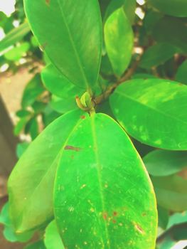 new leaves starts to grow from big plant