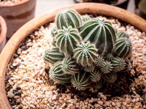 Top view small green cactus plant in pot