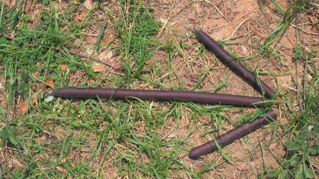 bush craft bushcraft stick arrow pointing right on grass and brown wooden sticks survival military sign signal