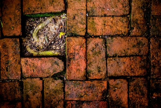 Root of tree under the red brick floor