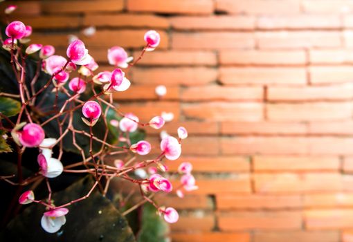 Small pink flower and the red brick floor