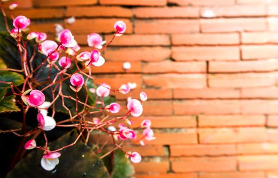 Small pink flower and the red brick floor