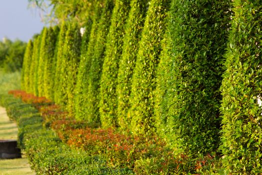 green garden plant indoor outdoor