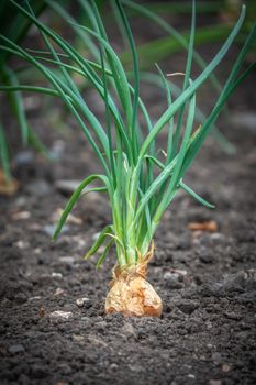 Gardening Image Of A Shallot Onion In The Earth