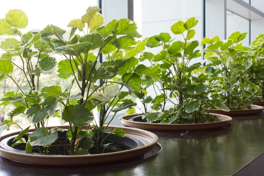 Garden In modern building indoor