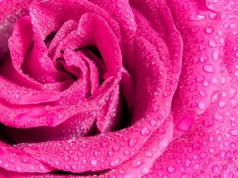 Close up beautiful pink rose , Sweet color natural floral background, Romance color natural floral background