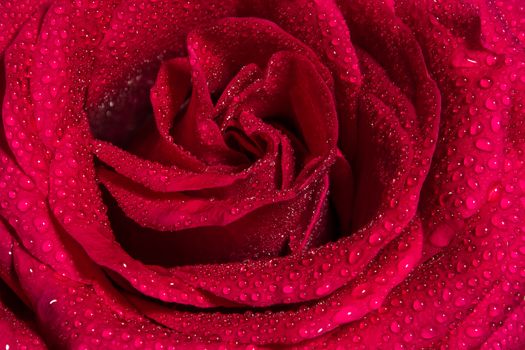 Close up beautiful red rose with water drops on petals, Vivid color natural floral background