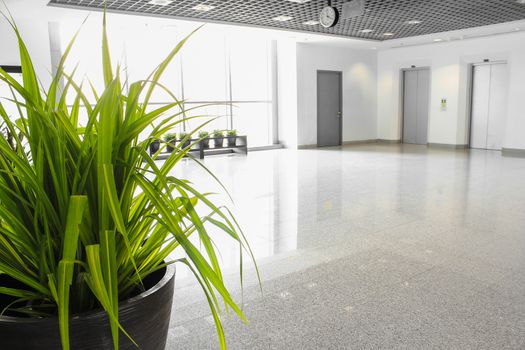 plant decoration in office building