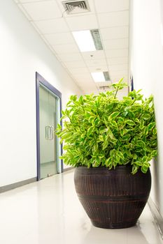 plant decoration in office building