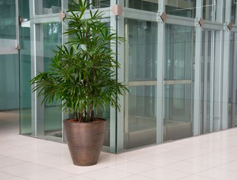 Office corridor with palm trees in pots, carpeting and glass walls