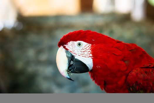 colorful parrot red scarlet macaw, Colorful bird perching on branch with white background