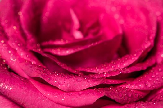 Close up beautiful pink rose , Sweet color natural floral background