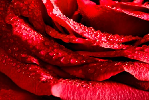 Close up beautiful red rose with water drops on petals, Vivid color natural floral background