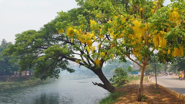 siem reap cambodia river and yellow tree flowering golden shower