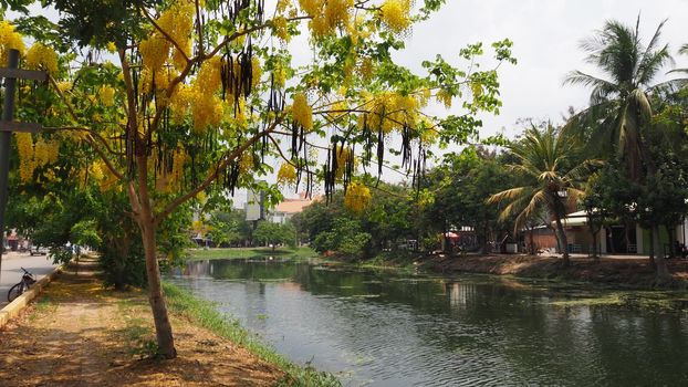 siem reap cambodia river and yellow tree flowering golden shower