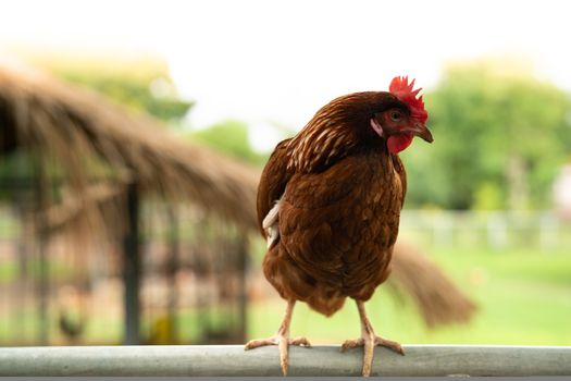 Red chicken hen outside standing on fence