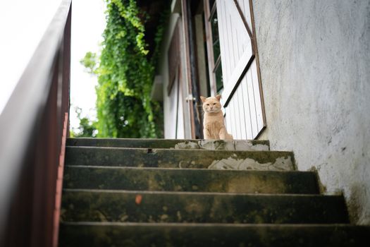 cute brown cat sat on upper stair step waiting meal from owner