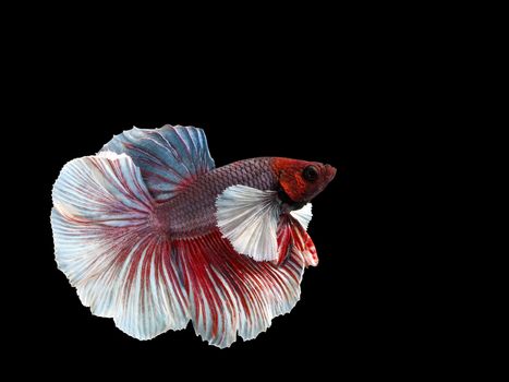 Male Halfmoon Betta on black background.  Siamese fighting fish is the freshwater fish with beautiful fins and color 